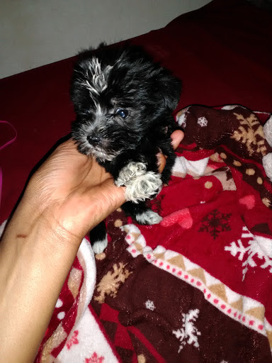 Pet Supply Store «PetSmart», reviews and photos, 19175 Lyndon B Johnson Fwy, Mesquite, TX 75150, USA