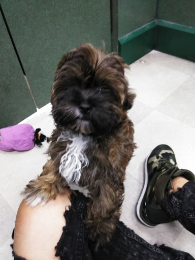 Pet Store «Petland Vineyard - San Antonio», reviews and photos, 1309 North Loop 1604 W #101, San Antonio, TX 78258, USA