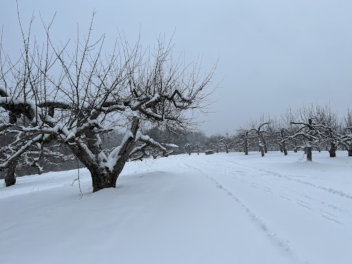 Winery «Furnace Brook Winery», reviews and photos, 508 Canaan Rd, Richmond, MA 01254, USA