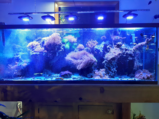 Pet Store «Off The Hook Exotics Pet Shop», reviews and photos, 926 5th Ave, Coraopolis, PA 15108, USA