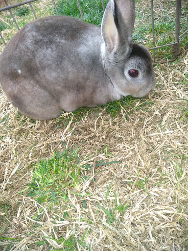 Recreation Center «Cedar Hill Recreation Center», reviews and photos, 310 East Parkerville Road, Cedar Hill, TX 75104, USA