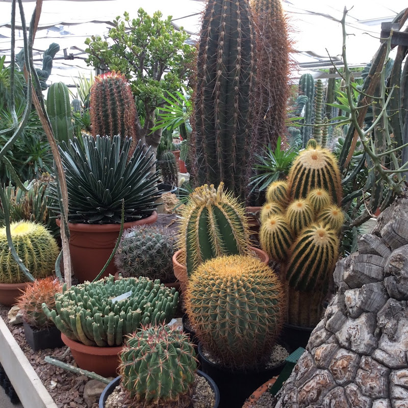 Vivaio Cactus & Succulente Stefano Colombo