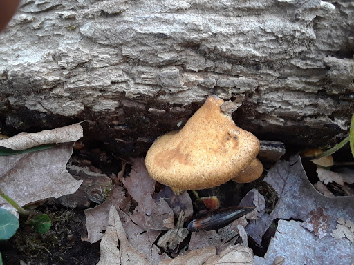 Golf Course «Riverside Disc Golf Course», reviews and photos, 7926 Riverside Rd E, Sumner, WA 98390, USA