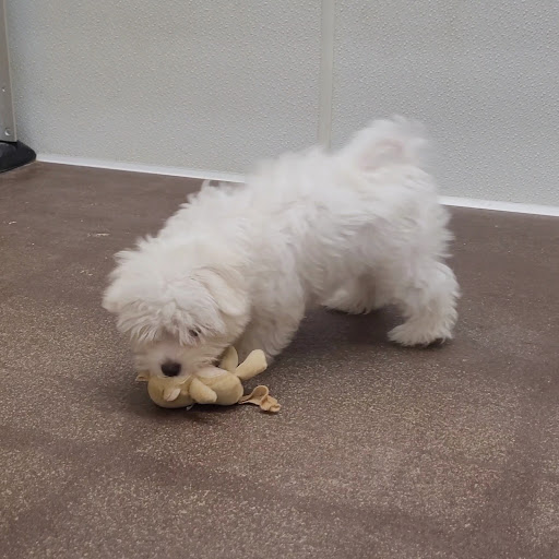 Pet Store «PV Pets», reviews and photos, 233 S Broadway, Pennsville, NJ 08070, USA