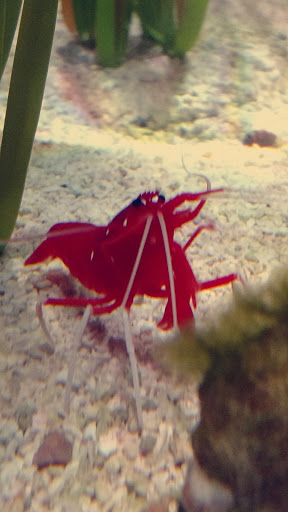 Aquarium «SEA LIFE Minnesota Aquarium», reviews and photos, 120 E Broadway, Bloomington, MN 55425, USA