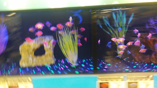 Pet Supply Store «Petco Animal Supplies», reviews and photos, 8404 Eager Rd b, Brentwood, MO 63144, USA