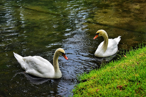 Zoo «Sarasota Jungle Gardens», reviews and photos, 3701 Bay Shore Rd, Sarasota, FL 34234, USA