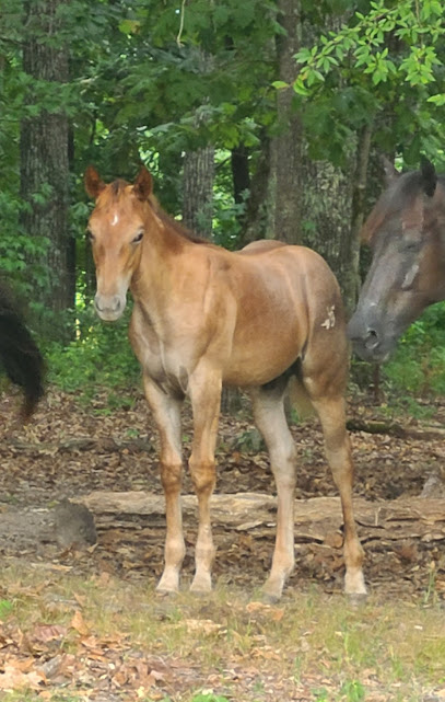 4Brothers Roan Ranch