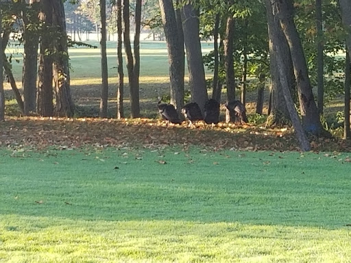 Golf Course «Bunker Hill Golf Course», reviews and photos, 3060 Pearl Rd, Medina, OH 44256, USA