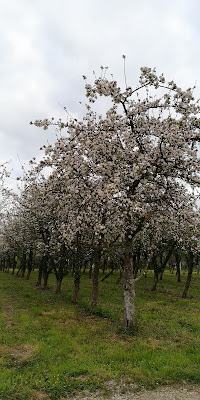 Cidrerie de la Chesnaie à Yvetot-Bocage
