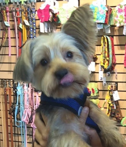 Pet Store «DipidyDawg Gourmet Dog Bakery & Boutique», reviews and photos, 21301 S Tamiami Trail Suite 430, Estero, FL 33928, USA