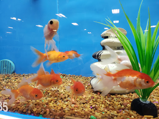 Pet Supply Store «PetSmart», reviews and photos, 401 S Mt Juliet Rd #645, Mt Juliet, TN 37122, USA