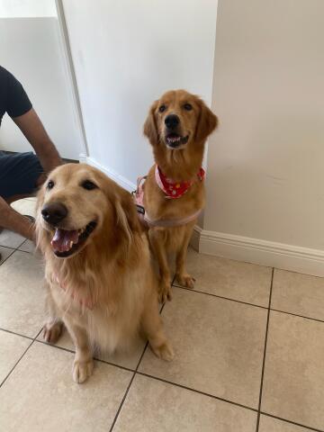 Pet Groomer «Mario`s Pet Grooming & Boutique», reviews and photos, 708 SE 17th St, Fort Lauderdale, FL 33316, USA