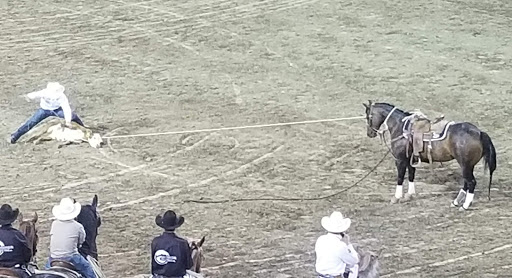 Event Venue «Reno-Sparks Livestock Events Center», reviews and photos, 1350 N Wells Ave, Reno, NV 89512, USA