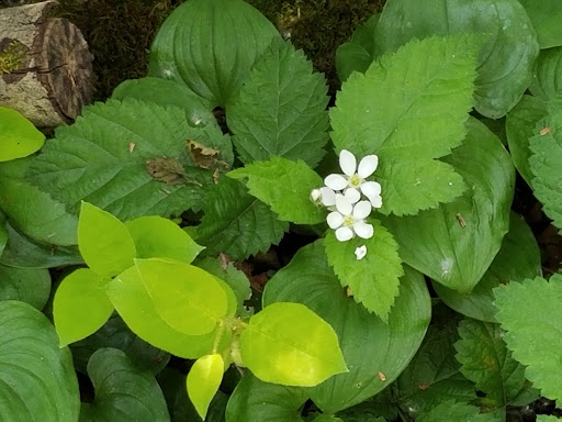Nature Preserve «Tacoma Nature Center», reviews and photos, 1919 S Tyler St, Tacoma, WA 98405, USA