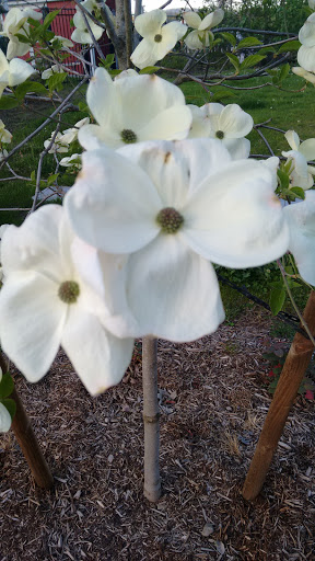 Park «Willamette Park», reviews and photos, SW Macadam Ave, Portland, OR 97219, USA