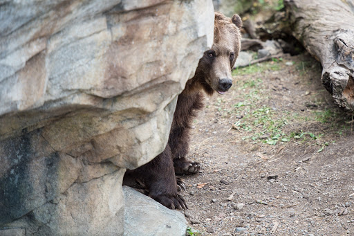 Zoo «Minnesota Zoo», reviews and photos, 13000 Zoo Blvd, Apple Valley, MN 55124, USA