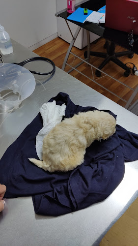 Horarios de Clínica Veterinaria Nelson Pereira