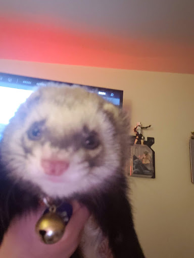 Pet Supply Store «Petco Animal Supplies», reviews and photos, 5239 Harvey St, Norton Shores, MI 49444, USA