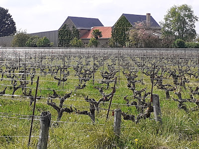 Les Vignes de l'Alma à Mauges-sur-Loire
