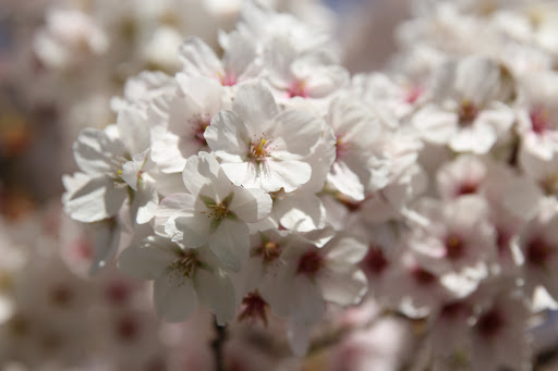 Park «Orchard Park», reviews and photos, 20900 NW Amberwood Dr, Hillsboro, OR 97124, USA