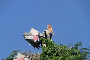 Telineelapuram Bird Nesting Area image