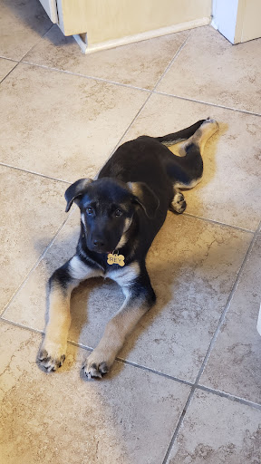 Pet Supply Store «Petco Animal Supplies», reviews and photos, 175 Grandview Blvd #600, Madison, MS 39110, USA