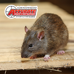 Pest Control Service «Accurate Termite & Pest Solutions», reviews and photos