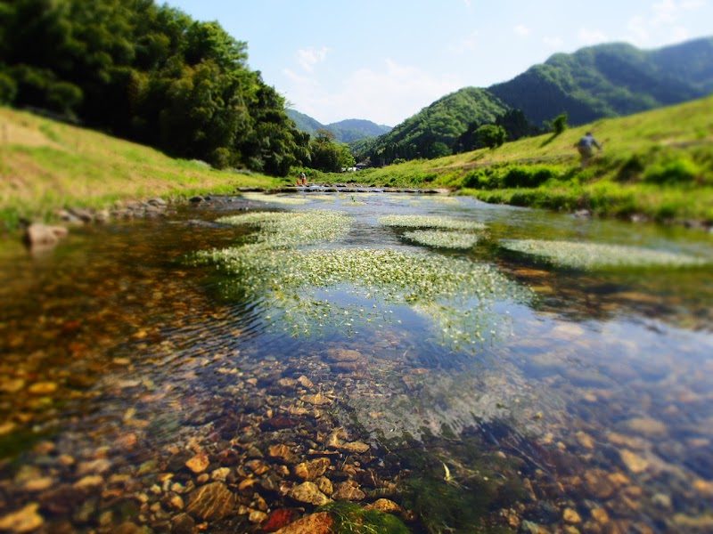 田君川バイカモ公園