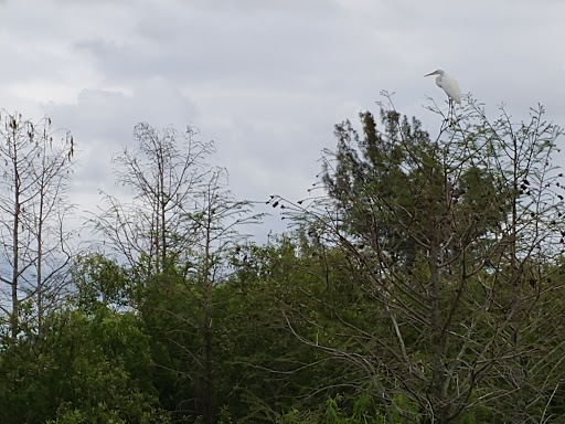 Nature Preserve «Karen T. Marcus Sandhill Crane Access Park», reviews and photos, 8175 PGA Boulevard, Palm Beach Gardens, FL 33418, USA