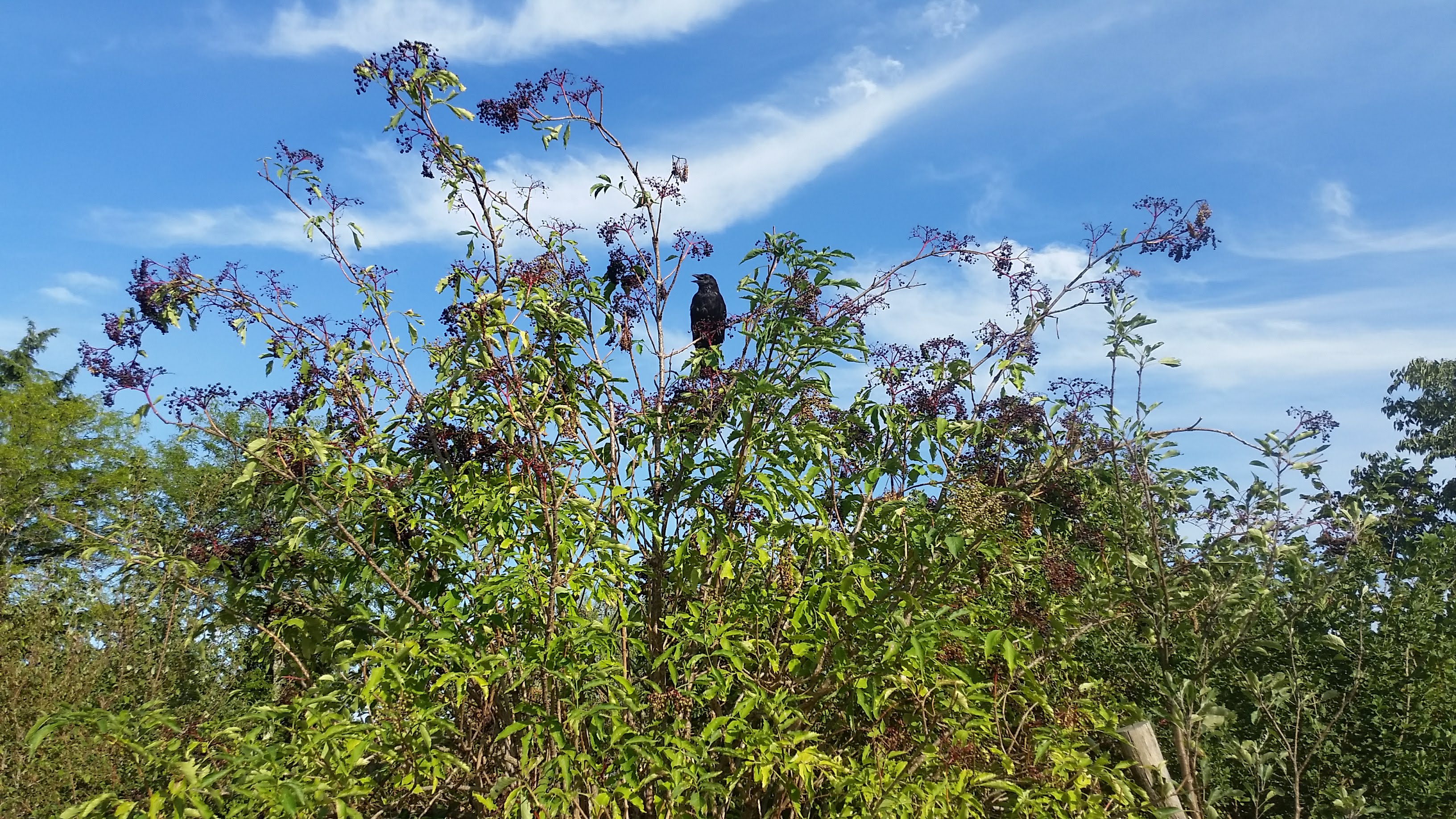 Photo n° 2 de l'avis de Dominique.E fait le 21/08/2019 à 17:18