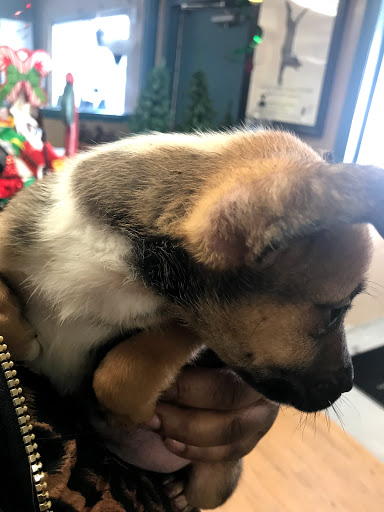 Animal Shelter «South Suburban Humane Society», reviews and photos