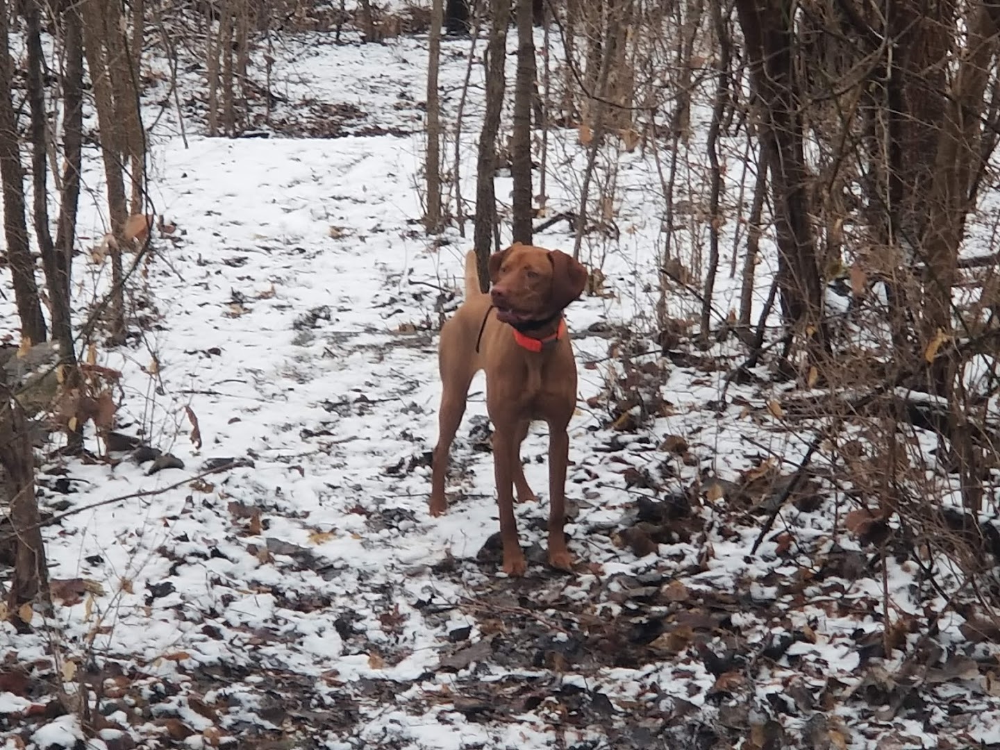 Fort Leavenworth Housing Dog Park