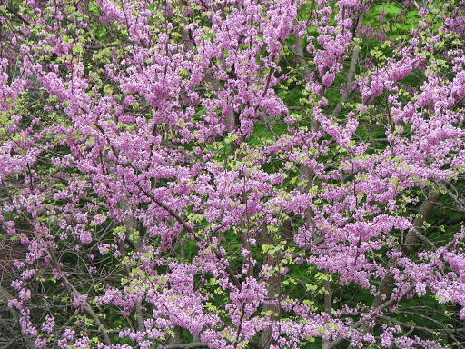 Nature Preserve «River Trail Nature Center», reviews and photos, 3120 Milwaukee Ave, Northbrook, IL 60062, USA