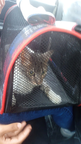 Veterinaria Dapello - Veterinario