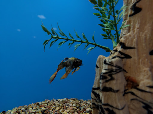 Pet Supply Store «PetSmart», reviews and photos, 367 Mt Hope Ave, Rockaway, NJ 07866, USA