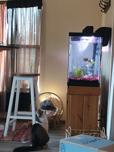 Pet Supply Store «Petco Animal Supplies», reviews and photos, 993 Branson Hills Pkwy, Branson, MO 65616, USA