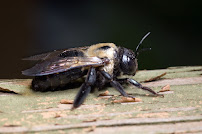 Precision Pest Control LLC - Photo 9 - Car repair in , Portland