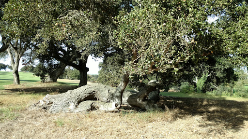 Golf Club «Salinas Golf and Country Club», reviews and photos, 475 San Juan Grade Rd, Salinas, CA 93906, USA