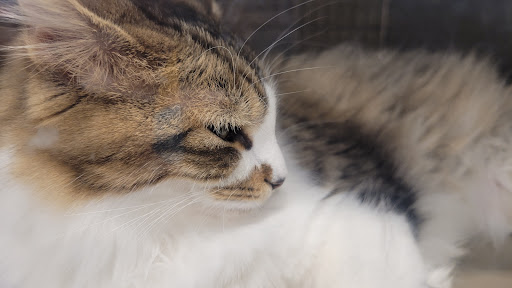 Pet Supply Store «PetSmart», reviews and photos, 16257 N Scottsdale Rd, Scottsdale, AZ 85254, USA