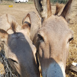 Photo n°1 de l'avis de Sìmonetta.a fait le 04/07/2018 à 17:51 sur le  Le Cinque Vele Beach Club e Restaurant à Pescoluse, Salve
