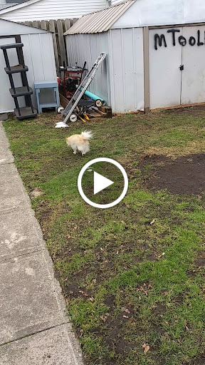 Museum «A Christmas Story House», reviews and photos, 3159 W 11th St, Cleveland, OH 44109, USA