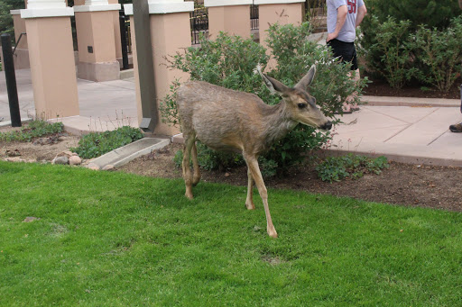 Tourist Attraction «Broadmoor Soaring Adventure», reviews and photos, 6 Lake Ave, Colorado Springs, CO 80906, USA