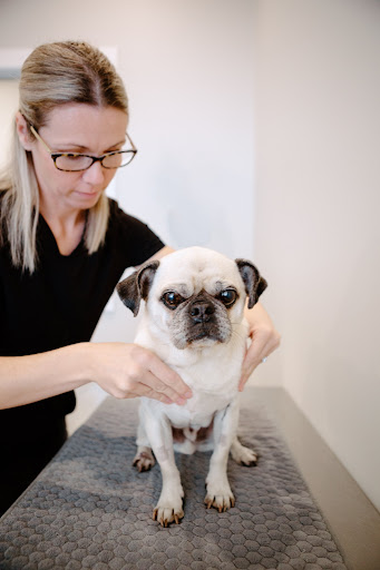 Animals In Motion Rehabilitation Services Wellington County image