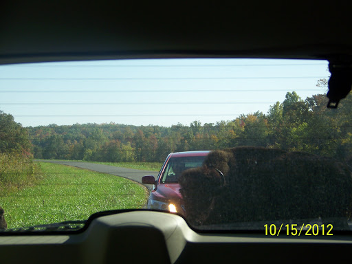 Nature Preserve «Elk and Bison Prairie», reviews and photos, Elk & Bison Prairie Rd, Golden Pond, KY 42211, USA