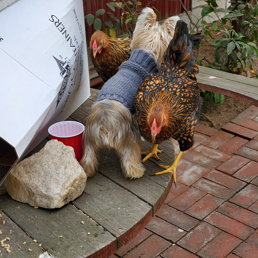 Animal Feed Store «Lomita Feed Store», reviews and photos, 24403 Narbonne Ave, Lomita, CA 90717, USA