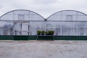 Dead Headers Greenhouse & More image