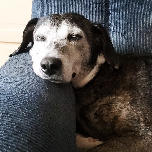 Colebrook Veterinary Clinic image