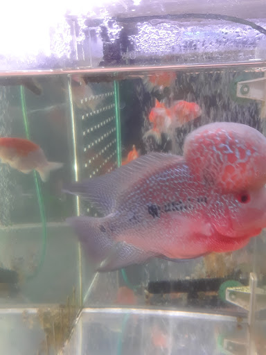 Tropical Fish Store «Rosemead Aquarium», reviews and photos, 9123 Valley Blvd, Rosemead, CA 91770, USA