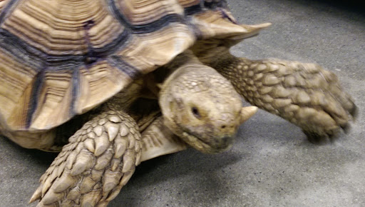 Pet Supply Store «Petco Animal Supplies», reviews and photos, 190 Quality Dr, Hooksett, NH 03106, USA